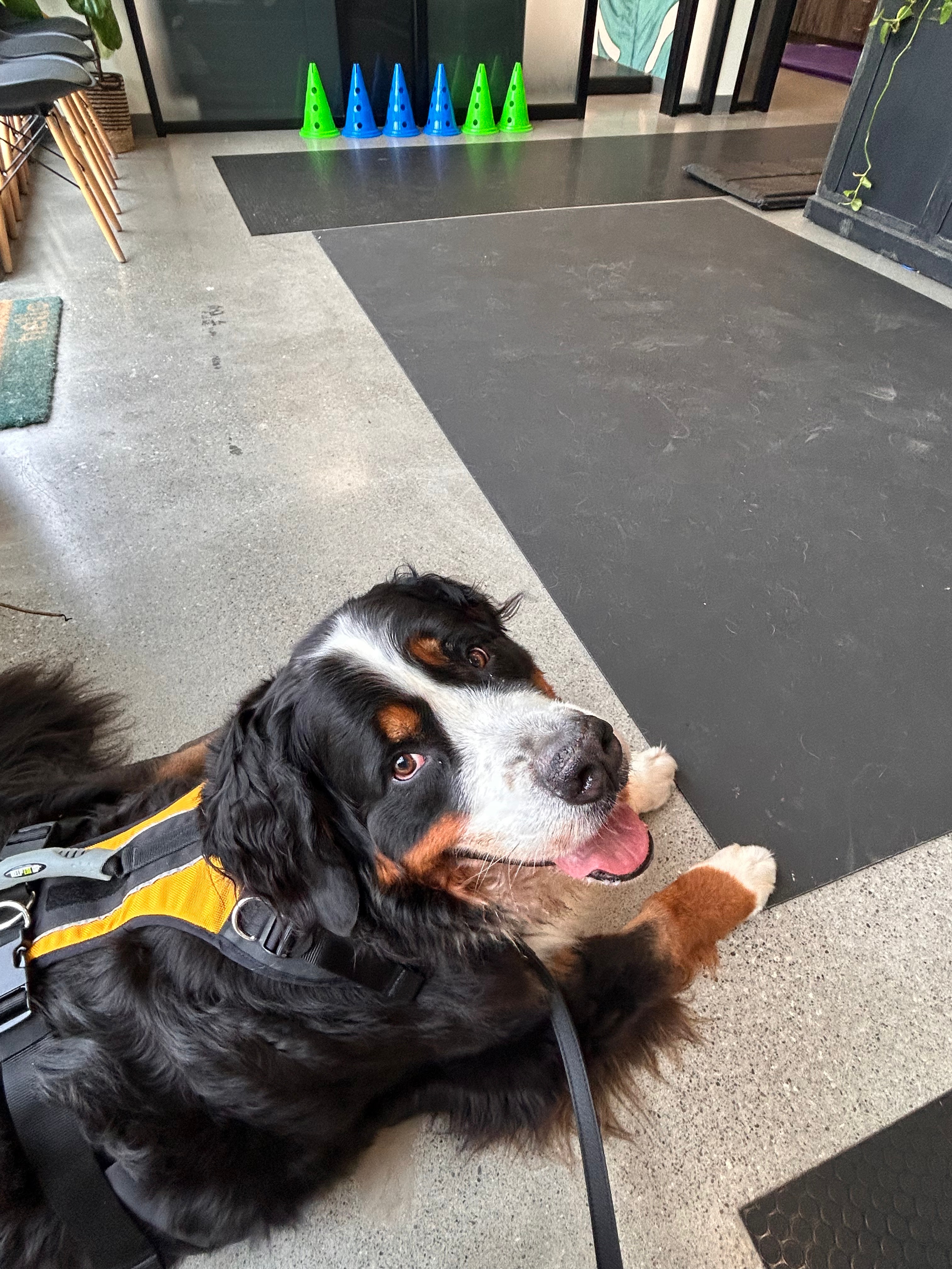 Benson at canine rehab wearing a yellow support harness during TPLO recovery