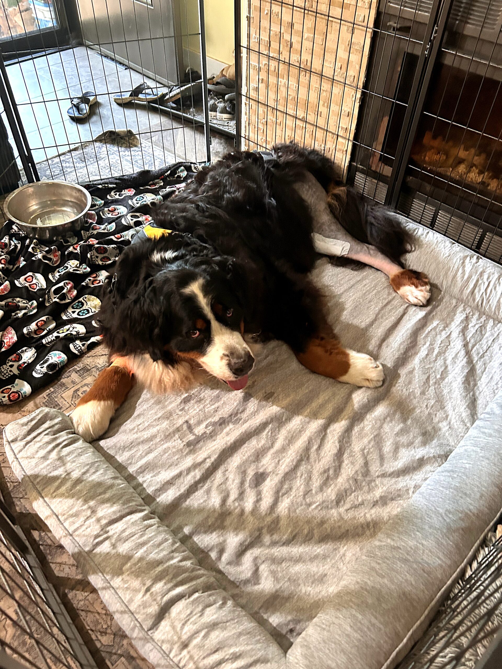 Benson recovering from TPLO surgery, resting on a dog bed in his recovery pen with a bandaged hind leg