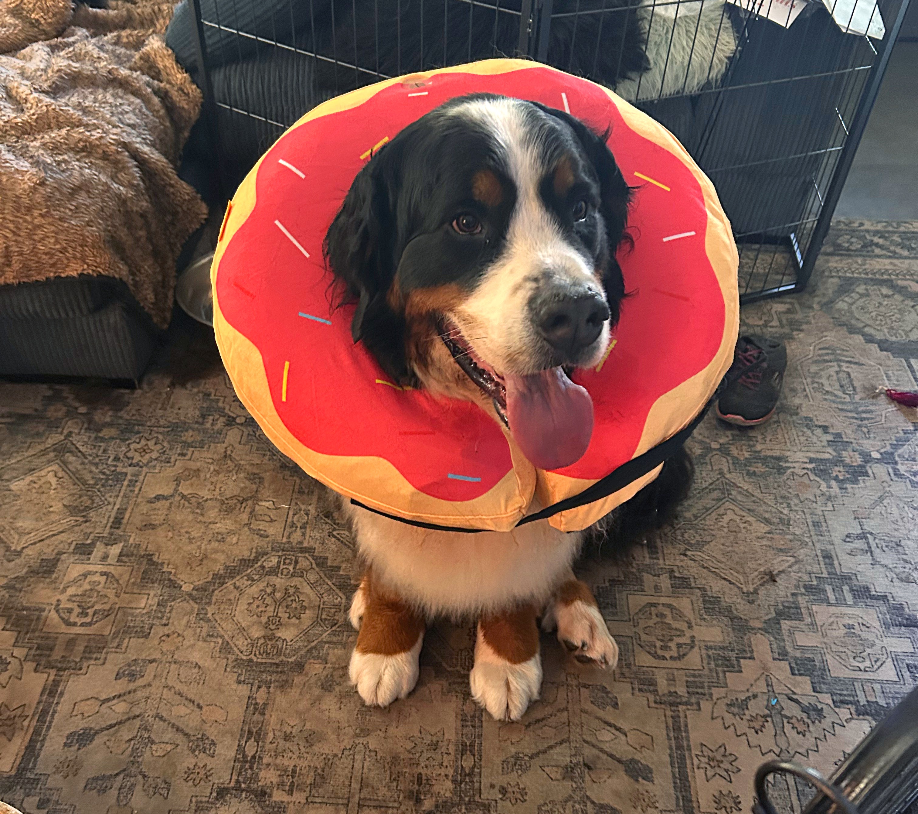 Benson wearing a red donut recovery collar after TPLO knee surgery