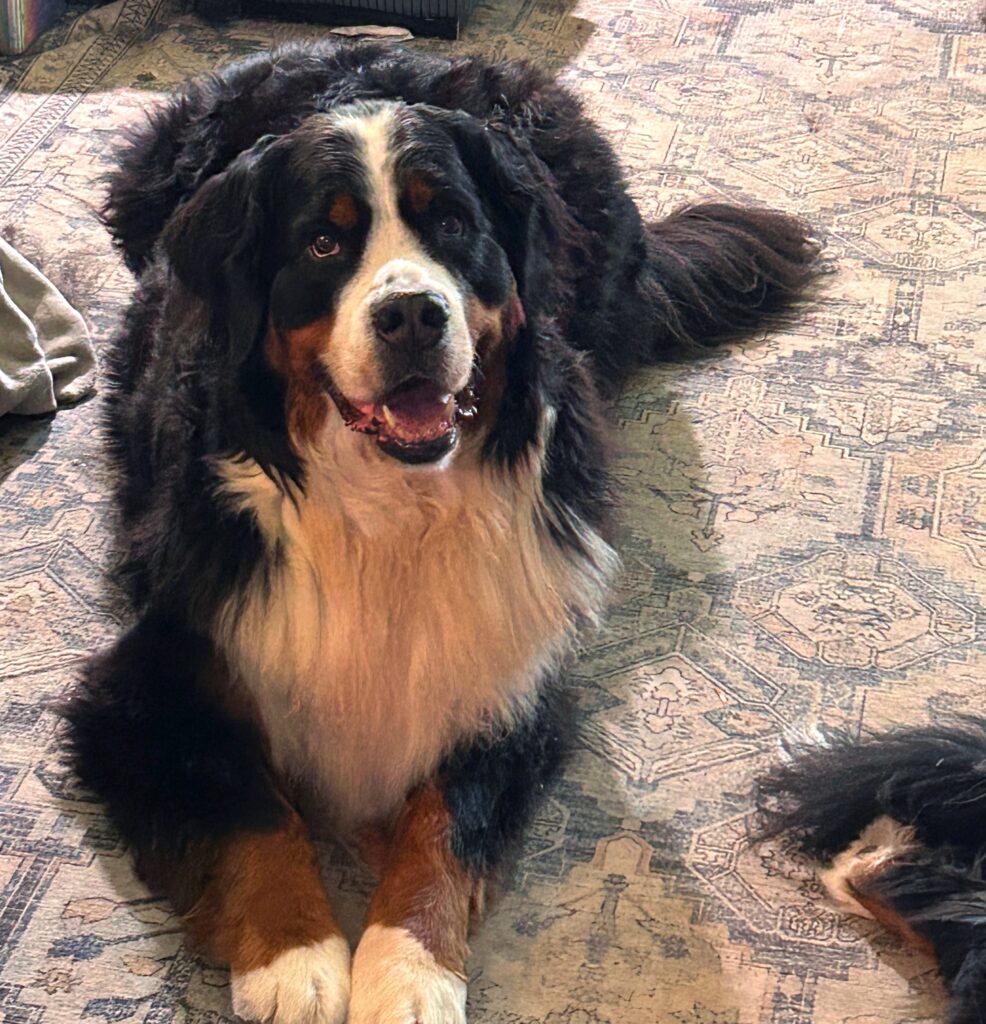 Benson the Bernese Mountain Dog lying on a patterned rug looking up at the camera