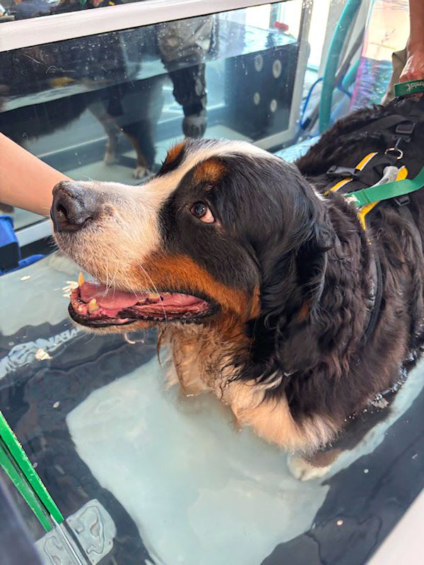 Benson doing hydrotherapy in an underwater treadmill during TPLO rehab