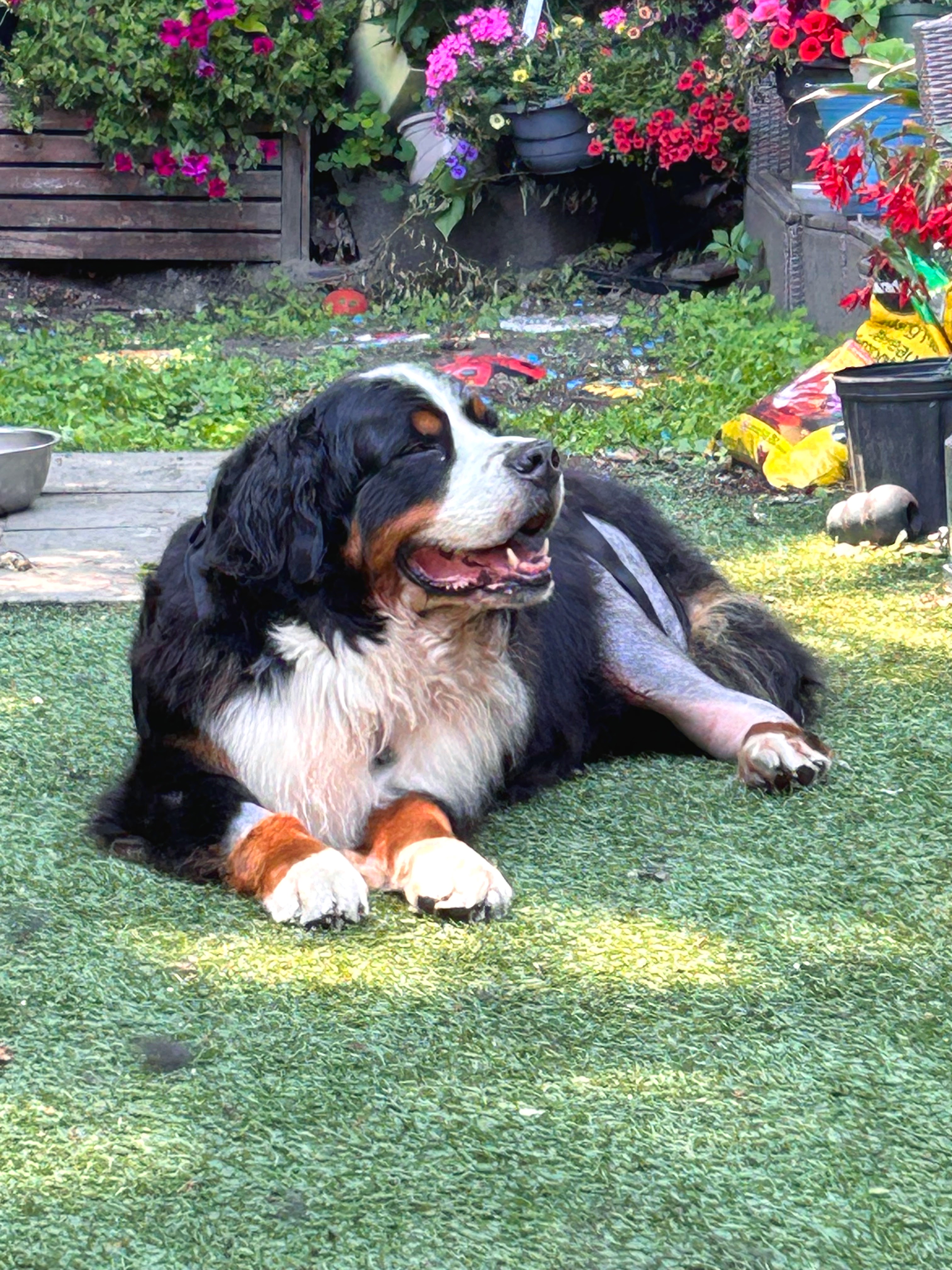 Benson the Bernese Mountain Dog lying in grass with a shaved hind leg after TPLO surgery