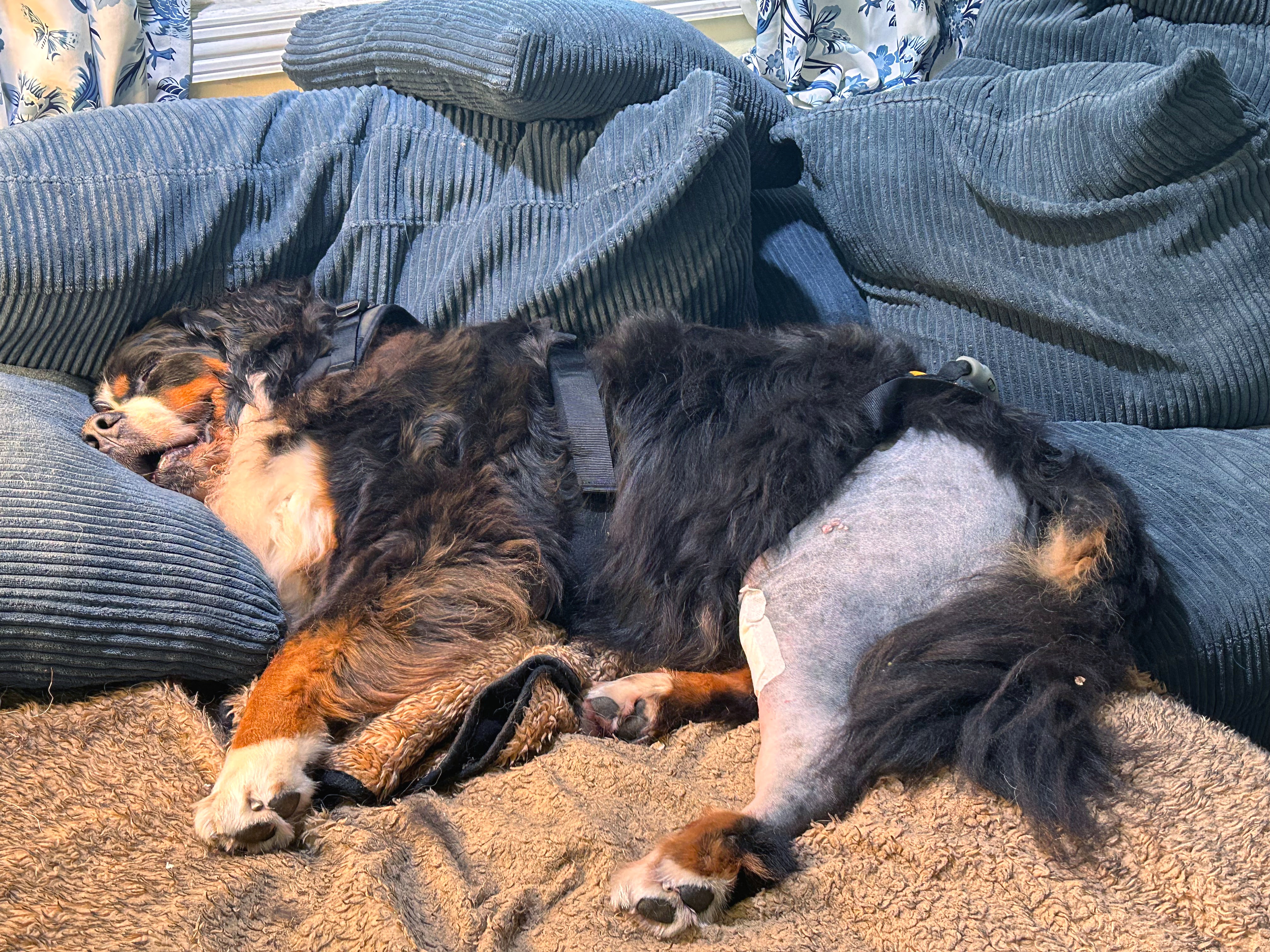 Benson asleep on the couch in his support harness during TPLO recovery