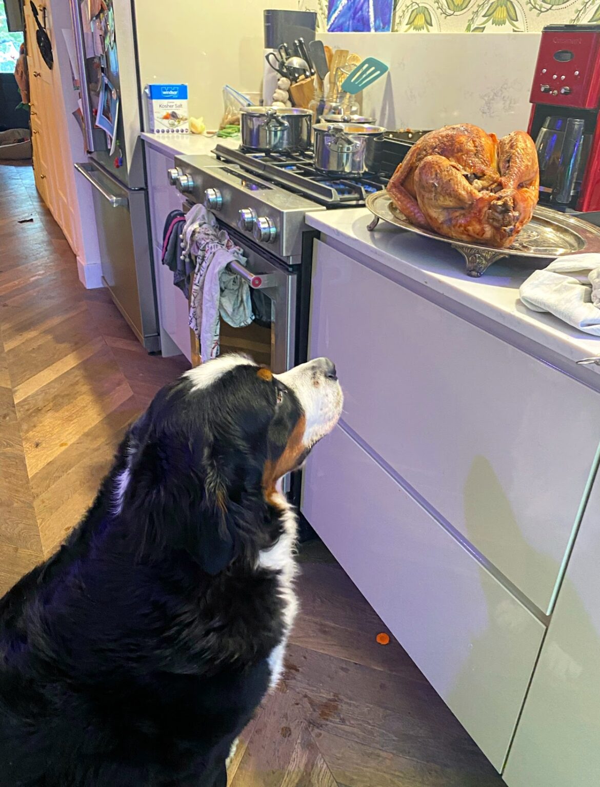 Benson the Bernese Mountain Dog staring intently at the Thanksgiving turkey