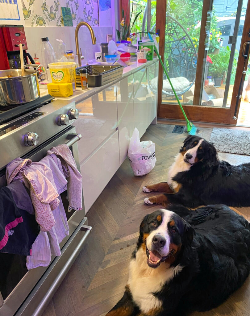 Grace and Ben the Bernese Mountain Dogs in the kitchen watching while Thanksgiving dinner cooks